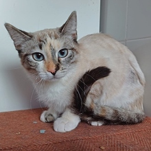 ROSALIA, Katze, Siam-Mix in Spanien - Bild 2