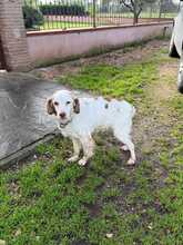 DAFNE, Hund, English Springer Spaniel-Mix in Italien - Bild 1