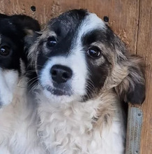 KLEO, Hund, Mischlingshund in Baiersdorf - Bild 1