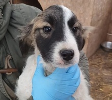 KLEO, Hund, Mischlingshund in Baiersdorf - Bild 2