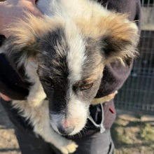 KLEO, Hund, Mischlingshund in Baiersdorf - Bild 3