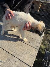 KLEO, Hund, Mischlingshund in Baiersdorf - Bild 4
