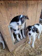 KLEO, Hund, Mischlingshund in Baiersdorf - Bild 5