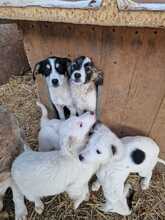 KLEO, Hund, Mischlingshund in Baiersdorf - Bild 6