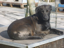 AMY, Hund, Mischlingshund in Bulgarien - Bild 2