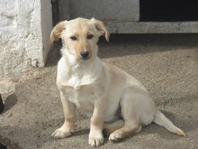 ANNELY, Hund, Mischlingshund in Bulgarien - Bild 1