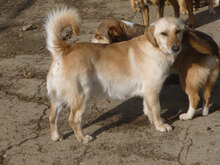 ANNELY, Hund, Mischlingshund in Bulgarien - Bild 10