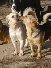 ANNELY, Hund, Mischlingshund in Bulgarien - Bild 11