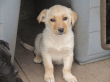 ANNELY, Hund, Mischlingshund in Bulgarien - Bild 13