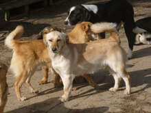 ANNELY, Hund, Mischlingshund in Bulgarien - Bild 2