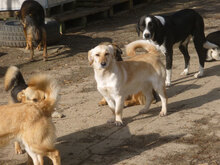 ANNELY, Hund, Mischlingshund in Bulgarien - Bild 5