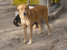 TERISA, Hund, Mischlingshund in Bulgarien - Bild 1