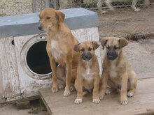 TERISA, Hund, Mischlingshund in Bulgarien - Bild 2