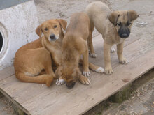 TERISA, Hund, Mischlingshund in Bulgarien - Bild 3