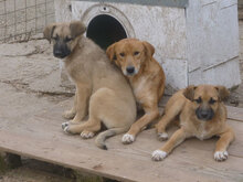 TERISA, Hund, Mischlingshund in Bulgarien - Bild 4