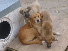 TERISA, Hund, Mischlingshund in Bulgarien - Bild 5