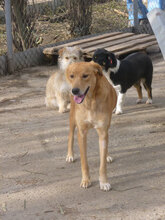 TERISA, Hund, Mischlingshund in Bulgarien - Bild 7