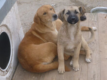 THEA, Hund, Mischlingshund in Bulgarien - Bild 1