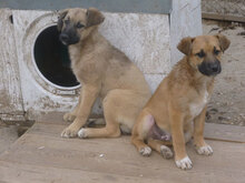 THEA, Hund, Mischlingshund in Bulgarien - Bild 3