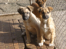 THEA, Hund, Mischlingshund in Bulgarien - Bild 4