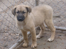 THEA, Hund, Mischlingshund in Bulgarien - Bild 5