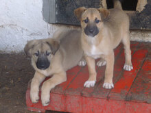 THEA, Hund, Mischlingshund in Bulgarien - Bild 6