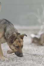 LILOU, Hund, Mischlingshund in Rumänien - Bild 2