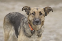 LILOU, Hund, Mischlingshund in Rumänien - Bild 3