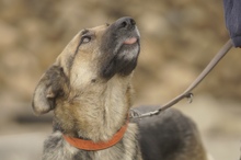 LILOU, Hund, Mischlingshund in Rumänien - Bild 5