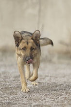 LILOU, Hund, Mischlingshund in Rumänien - Bild 6