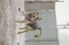 LILOU, Hund, Mischlingshund in Rumänien - Bild 7