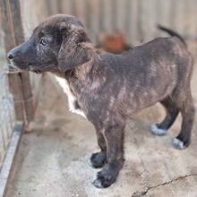 DALIA, Hund, Mischlingshund in Griechenland - Bild 2