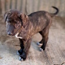 DALIA, Hund, Mischlingshund in Griechenland - Bild 3