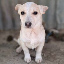 PASHALIS, Hund, Mischlingshund in Griechenland - Bild 1