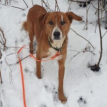 MARTI, Hund, Mischlingshund in Zwiesel - Bild 1