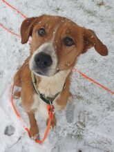 MARTI, Hund, Mischlingshund in Zwiesel - Bild 2