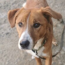 MARTI, Hund, Mischlingshund in Zwiesel - Bild 3