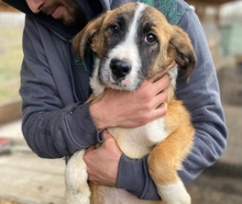 WELPE115K, Hund, Mischlingshund in Kallmünz - Bild 3