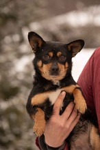 NADRAGYULA, Hund, Corgi-Chihuahua-Mix in Linnich - Bild 1