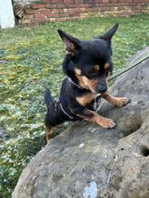 NADRAGYULA, Hund, Corgi-Chihuahua-Mix in Linnich - Bild 10