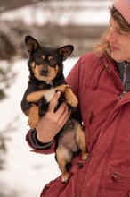 NADRAGYULA, Hund, Corgi-Chihuahua-Mix in Linnich - Bild 2