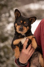 NADRAGYULA, Hund, Corgi-Chihuahua-Mix in Linnich - Bild 3