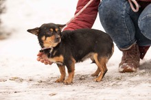 NADRAGYULA, Hund, Corgi-Chihuahua-Mix in Linnich - Bild 4