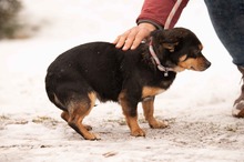 NADRAGYULA, Hund, Corgi-Chihuahua-Mix in Linnich - Bild 5