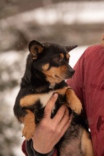 NADRAGYULA, Hund, Corgi-Chihuahua-Mix in Linnich - Bild 6