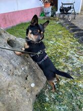 NADRAGYULA, Hund, Corgi-Chihuahua-Mix in Linnich - Bild 7