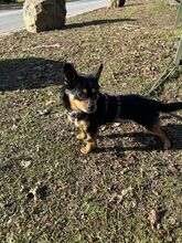 NADRAGYULA, Hund, Corgi-Chihuahua-Mix in Linnich - Bild 8