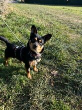 NADRAGYULA, Hund, Corgi-Chihuahua-Mix in Linnich - Bild 9