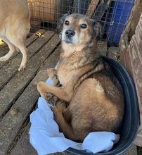 NINO, Hund, Mischlingshund in Rumänien - Bild 2