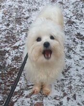 LEWIS, Hund, Malteser-Mix in Augsburg - Bild 1